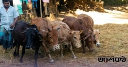 পালাবদলে হারিয়ে যেতে বসেছে গরু দিয়ে ধান মারাইয়ের দৃশ্য পালাবদলে হারিয়ে যেতে বসেছে গরু দিয়ে ধান মারাইয়ের দৃশ্য